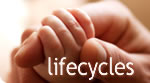Lifecycles